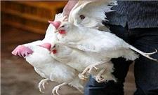 خرید تضمینی یک هزار و 200 تن مرغ نژاد آرین در لرستان