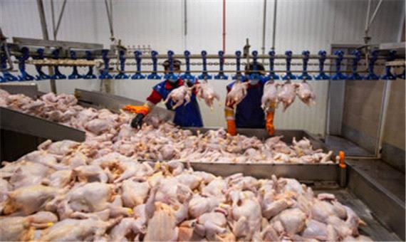 تولید مرغ سایز در لرستان، زمینه‌سازی برای صادرات و صرفه‌جویی 714 میلیارد تومانی