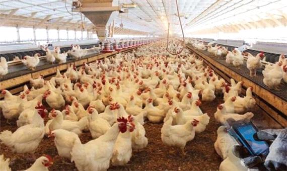 مرغ سایز، مزیت صادراتی لرستان و مصرف 40 میلیون کیلوگرم دان کمتر