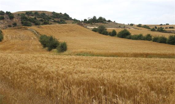 95 درصد از اراضی گندم آبی لرستان تحت پوشش کشت قراردادی است