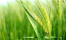 97 درصد گندم لرستان تحت پوشش الگوی کشت/ پرداخت 165 میلیارد یارانه کود