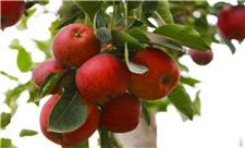 بیش از 48 هزار تن سیب سالانه در بروجرد تولید می‌شود
