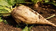 پیش‌بینی تولید بیش از ۷ هزار تن چغندرقند پاییزه در لرستان