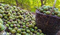 پیش بینی برداشت ۴۲۰۰ تن گردو در سلسله