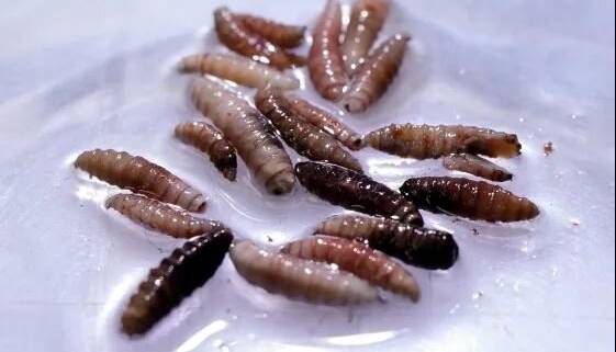شناسایی اولین بیمار مبتلا به انگل گوشت‌خوار در آمریکا