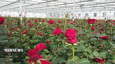 افتتاح گلخانه گل رز در ازنا