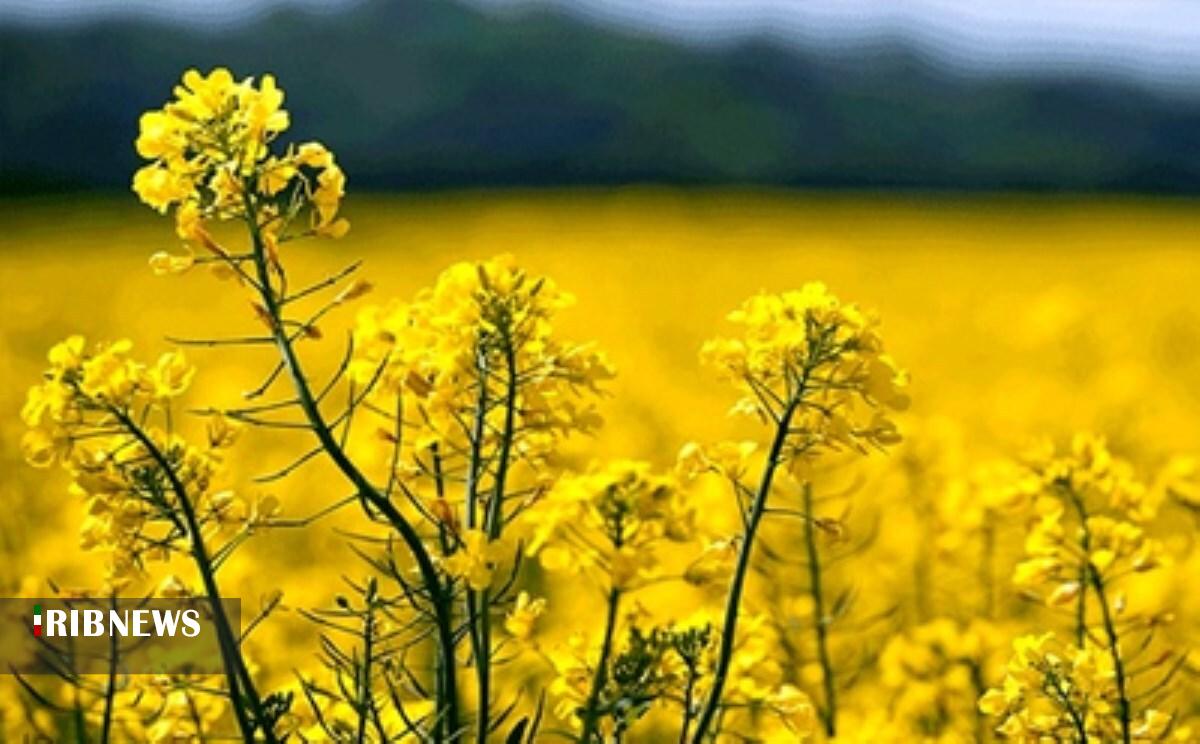ندای لرستان
