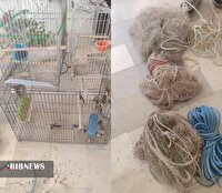 دستگیری متخلف زنده گیری پرندگان زینتی در الیگودرز