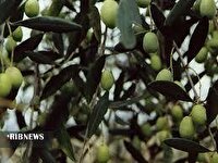 سرشاخه کاری بیش از هکتار باغ گردو در لرستان