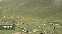 هشدار منابع طبیعی الیگودرز به دامداران بدون پروانه مرتعداری