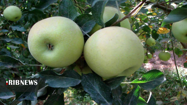 ندای لرستان