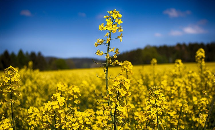 ندای لرستان