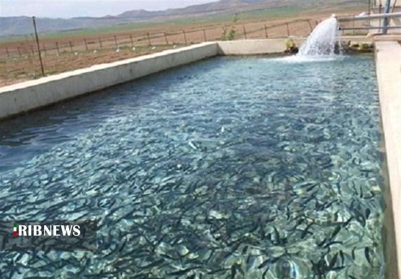 ساخت ۲ مزرعه پرورش ماهیان خاویاری در کوهدشت
