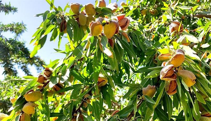 برداشت بادام در لرستان؛ ۴۵ درصد تولید در بروجرد