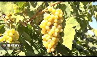 برداشت خوشه های طلایی و قرمز انگور در لرستان