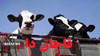 توقیف خودروی حامل ۲۲ رأس گوساله فاقدمجوز در پلدختر