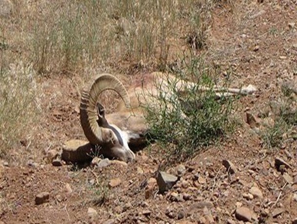 ندای لرستان