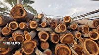 کشف ۲ تن چوب قاچاق در پلدختر