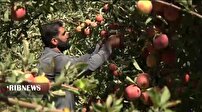 سیب لرستان راهی بازارهای جهانی