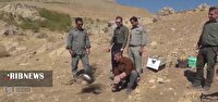 رهاسازی ۱۰ پرنده شکاری در طبیعت دورود