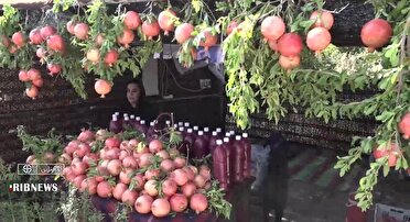 انار سیاب لرستان راهی بازارهای جهانی