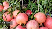 جشن شکرانه برداشت انار سیاب در لرستان