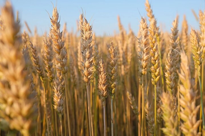 مطالبات گندم‌کاران لرستانی تسویه شد