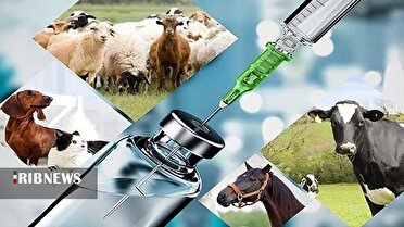 صادرات ۱۰ تن دارو‌های دامی از لرستان