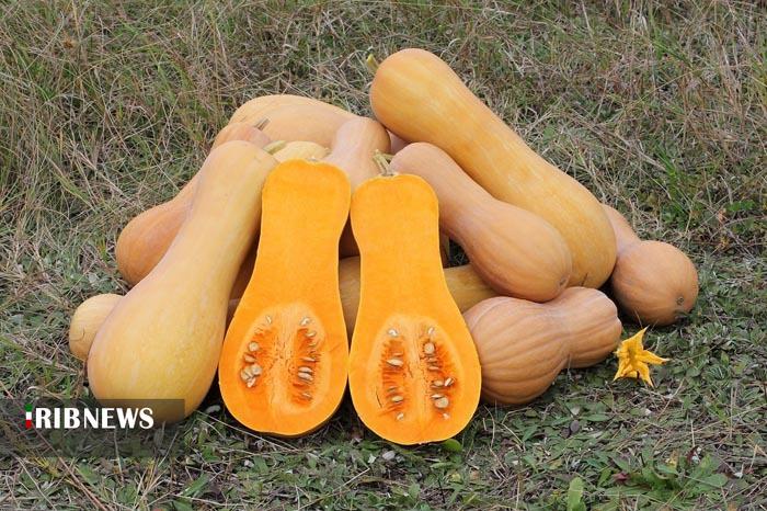 ندای لرستان