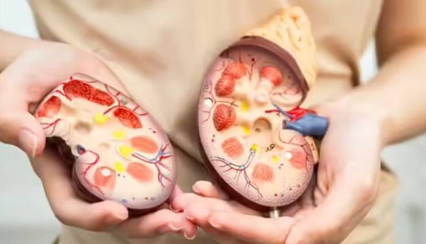 این غذاها کلیه‌ها را زنده نگه می‌دارند