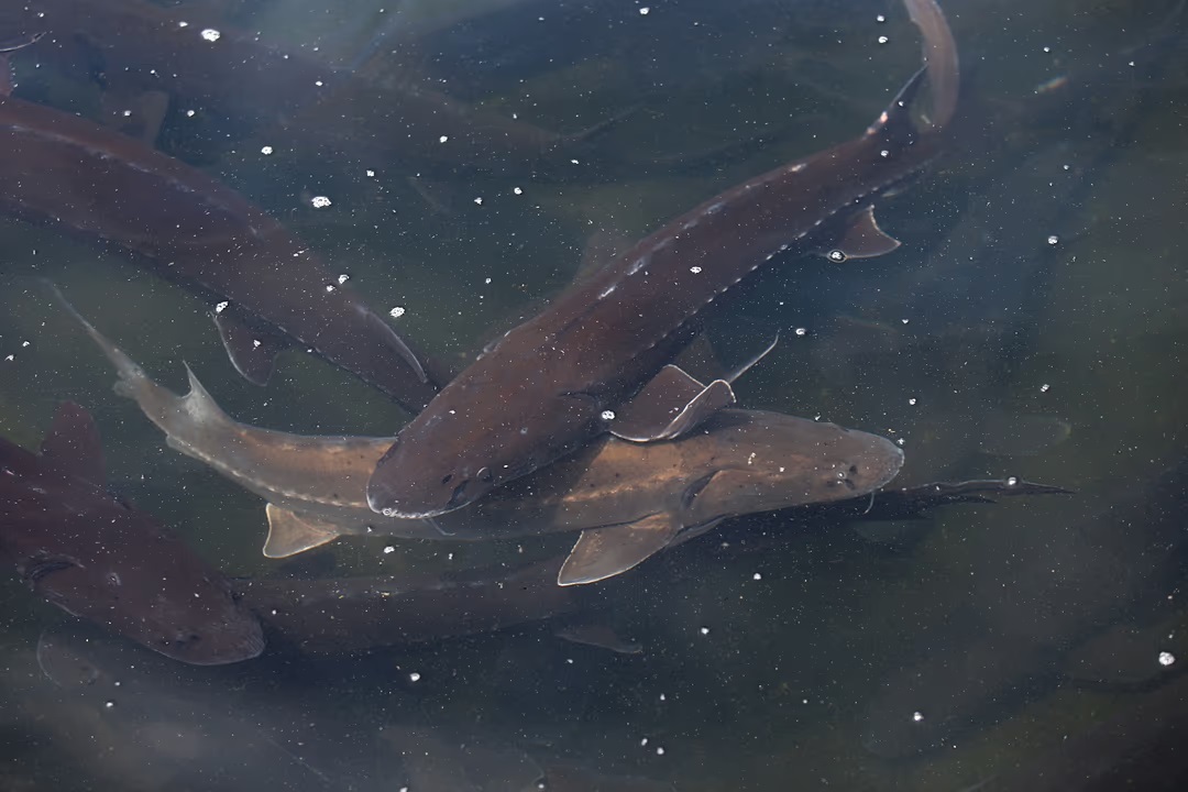 ندای لرستان