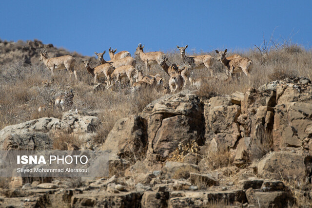 وجود تنها ۶ محیط‌بان برای حفاظت از ۶۰۰۰ کیلومتر مربع در الیگودرز!