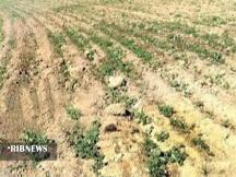 ندای لرستان