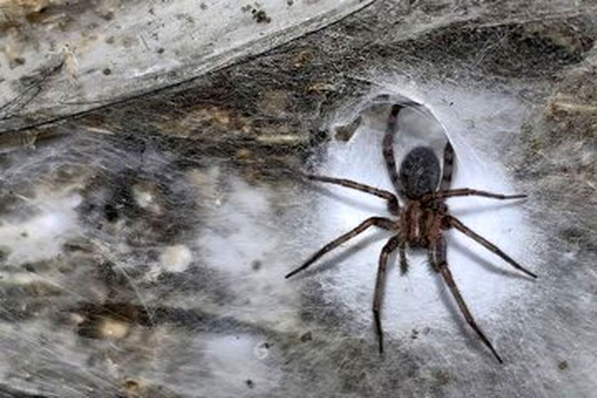 کشف بزرگ‌ترین تار عنکبوت دنیا با اندازه نصف زمین تنیس در اعماق زمین