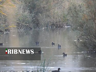 تالاب بیشه دالان بروجرد میزبان پرندگان مهاجر