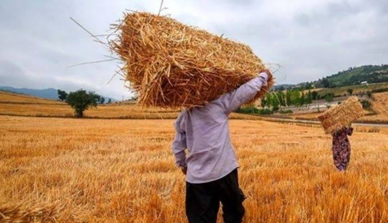 کشاورزی لرستان زیر چتر بیمه؛ ۲۶۸۲ میلیارد ریال غرامت پرداخت می‌شود