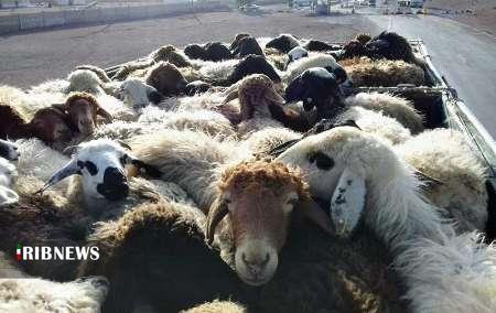 توقیف دو دستگاه کامیون حامل ۴۱۳ رأس دام قاچاق در ازنا