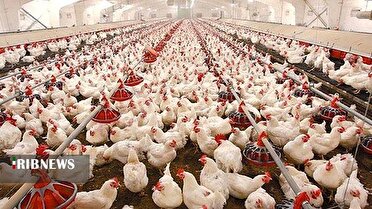 تولید ۱۰۰ هزار تن گوشت مرغ در لرستان