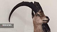 کشف تاکسیدرمی بز کوهی در خرم‌آباد