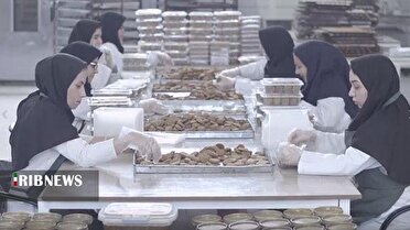 بلوط‌هایی که کارآفرین شدند