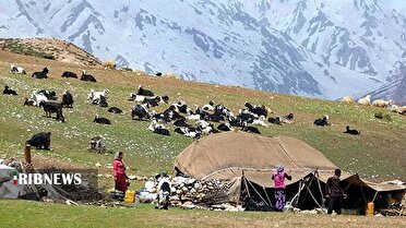 توزیع ۲۳ هزار تُن نهاده دامی بین عشایر لرستان