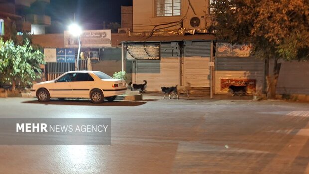 شهر در قُرُق سگ‌ها!