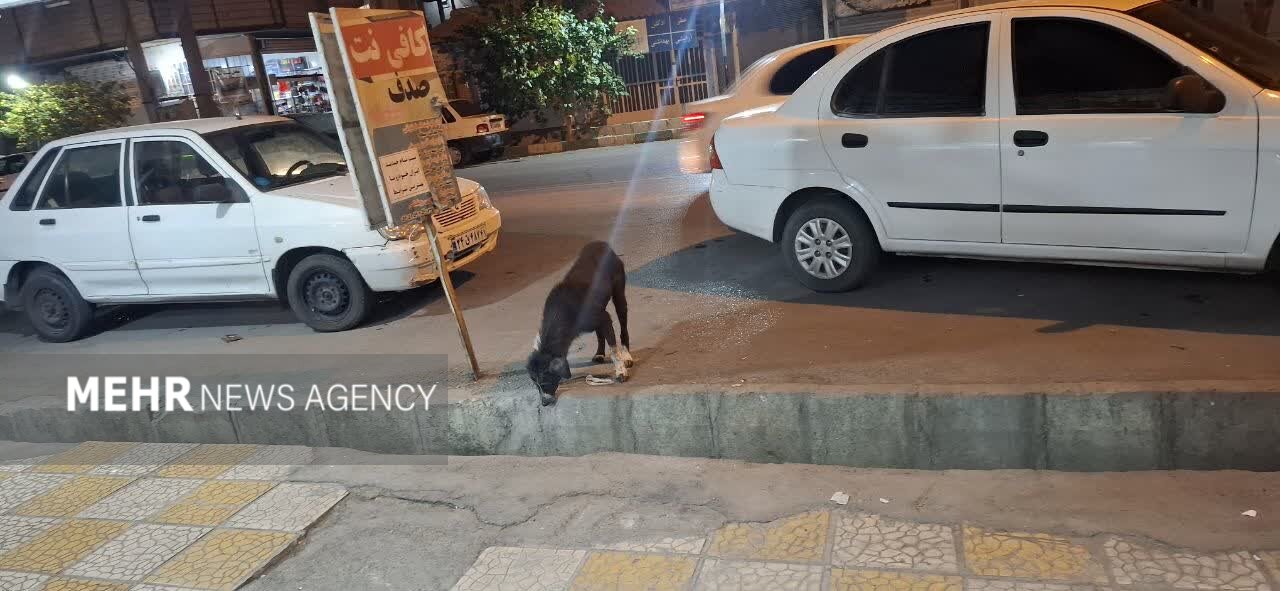 ندای لرستان