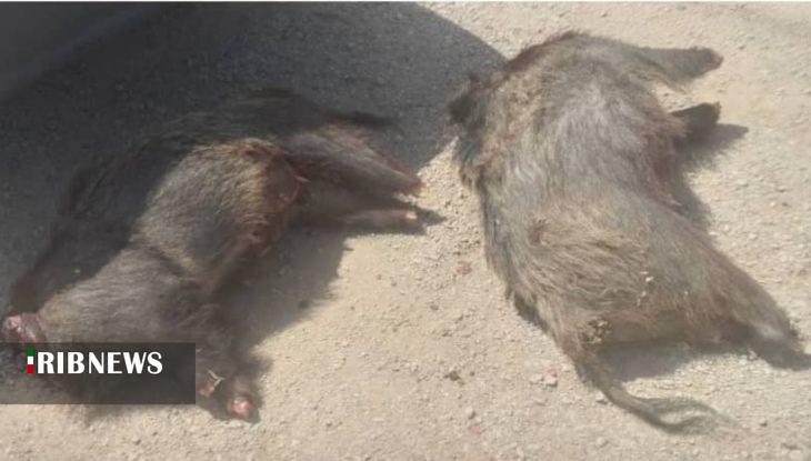 ندای لرستان