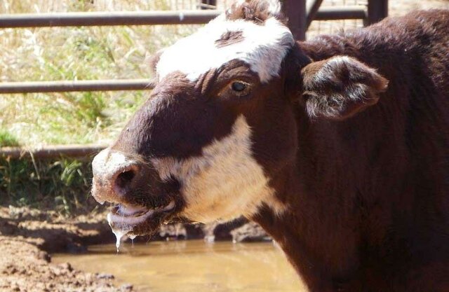 سویه جدید تب برفکی؛ سرنوشت بازار لبنیات چه خواهد شد؟