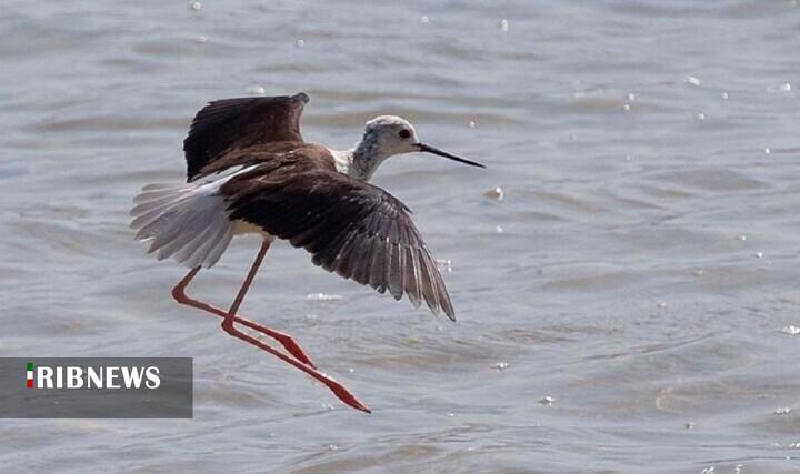 ندای لرستان
