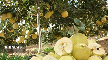 برداشت سالانه ۳ هزار تن به در لرستان