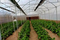 آماده سازی ۱۲۲ هکتار زمین برای احداث گلخانه در لرستان