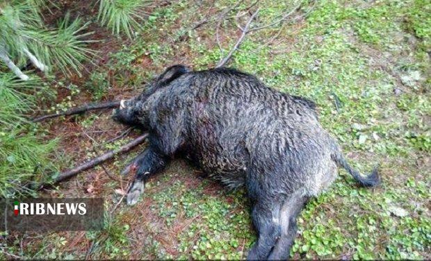 ندای لرستان