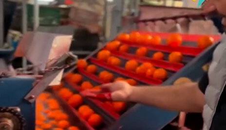 رنگ کردن سلامت با تقلب در پرتقال‌ها